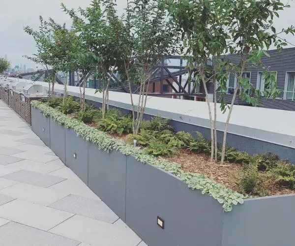 Planter walls with trees along a rooftop terrace