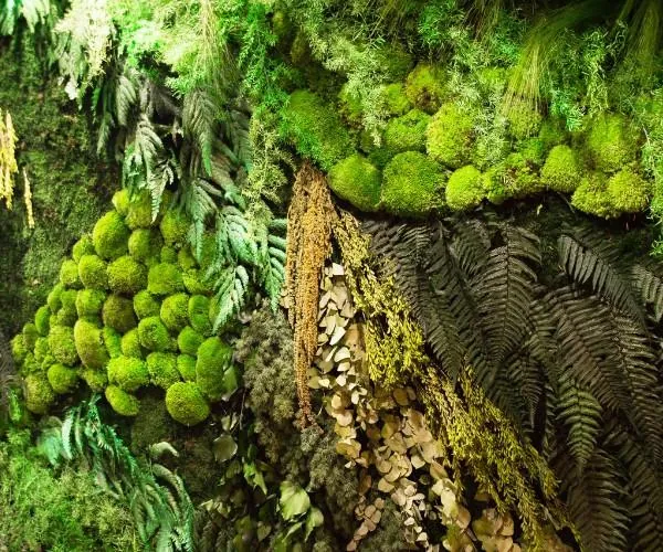 Mixed moss and fern texture across a preserved wall panel